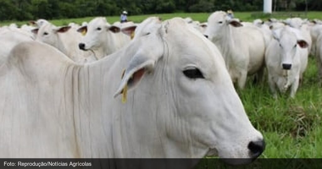 Gado de corte em fazenda