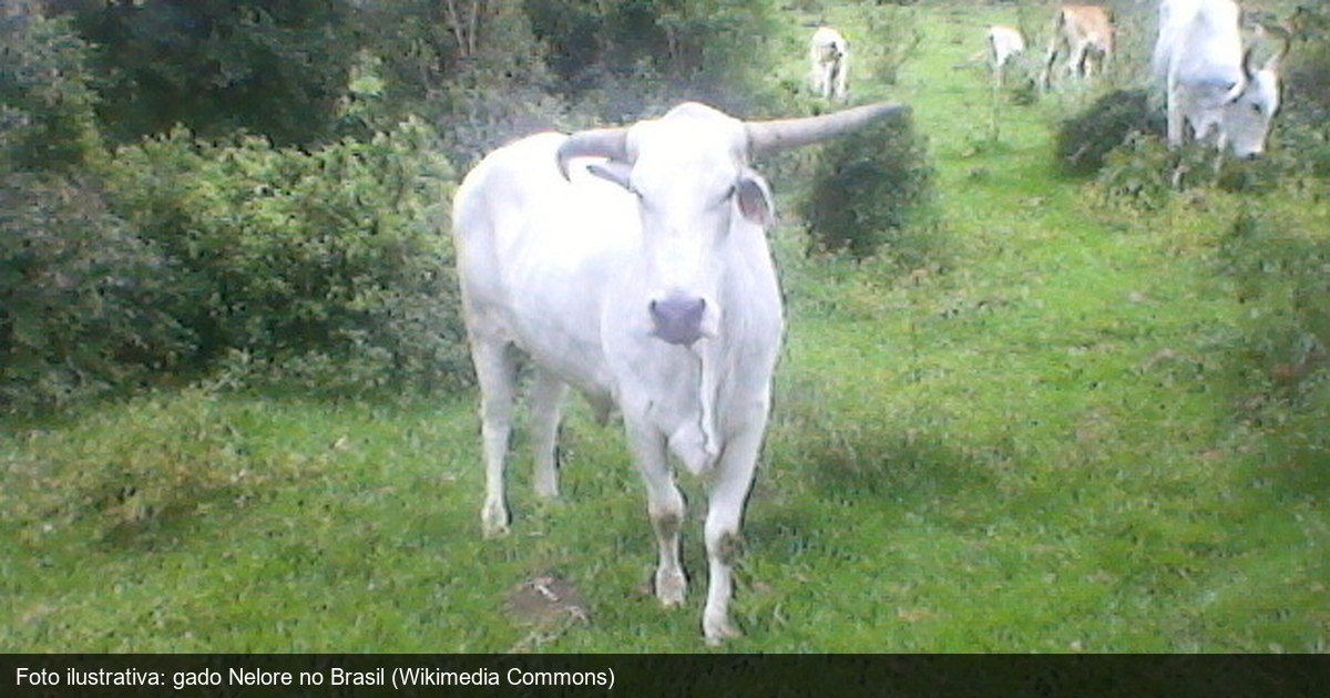 Exportação de carne bovina brasileira em 2026